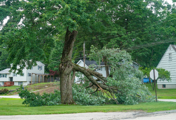 Best Utility Line Clearance  in Lwa, CA