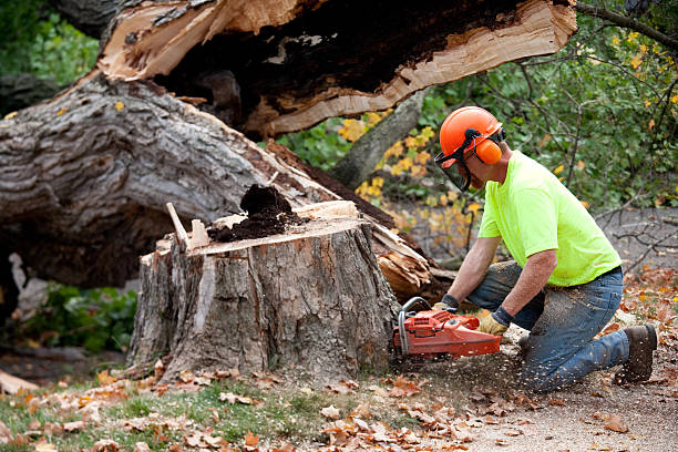 Calwa, CA Tree Care Services Company